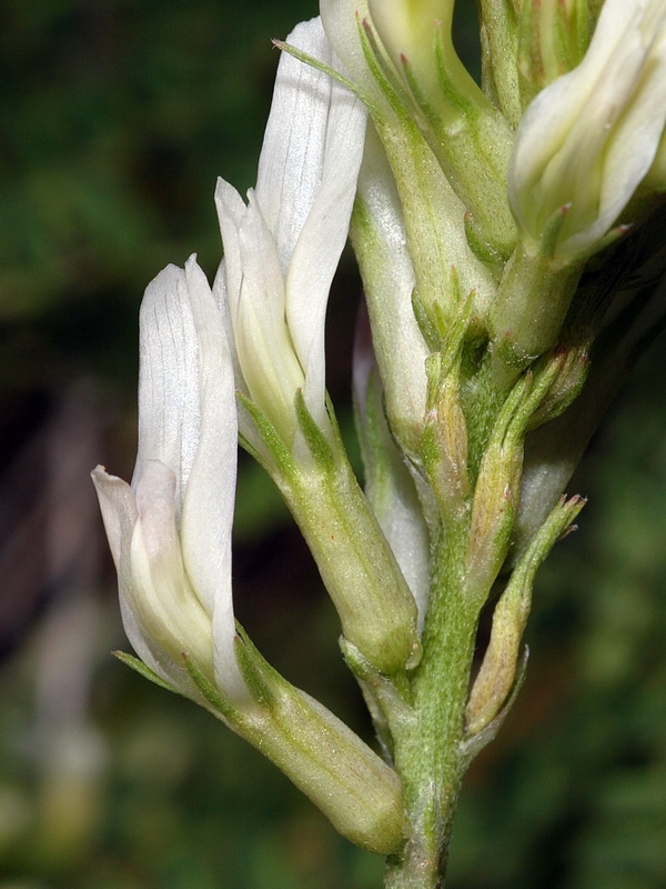 Astragalus monspessulanus gypsophyllus.12