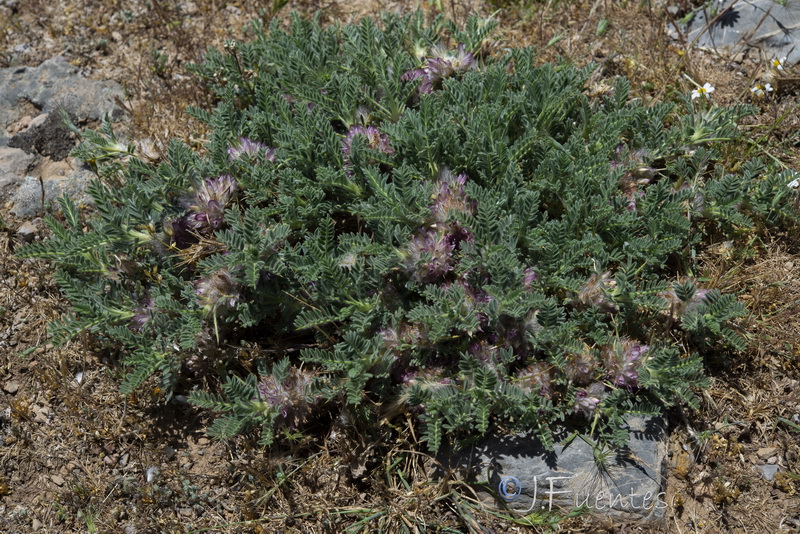 Astragalus nevadensis andresmolinae.03