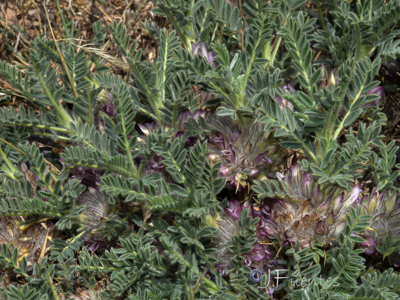 Astragalus nevadensis andresmolinae.06