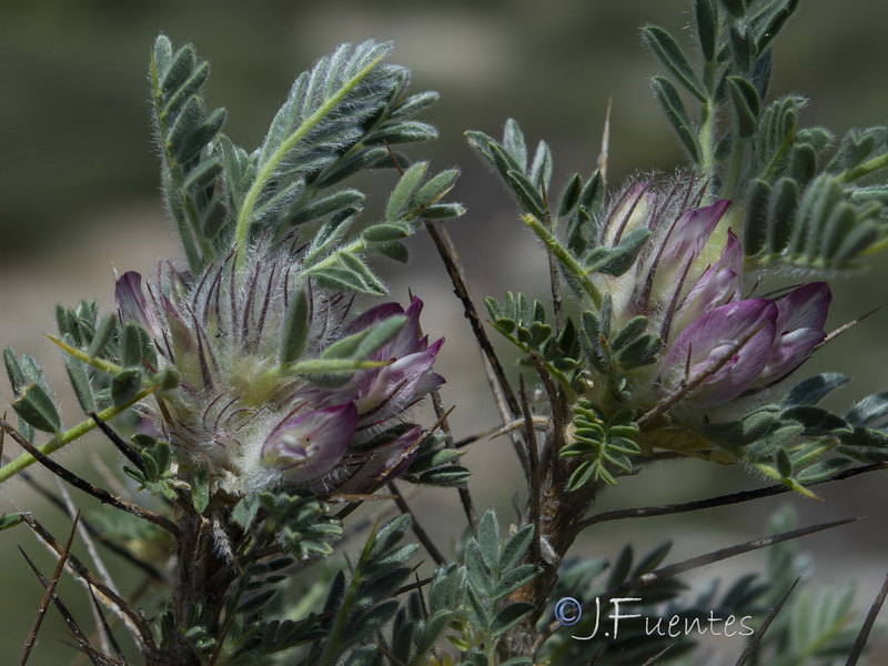 Astragalus nevadensis andresmolinae.09