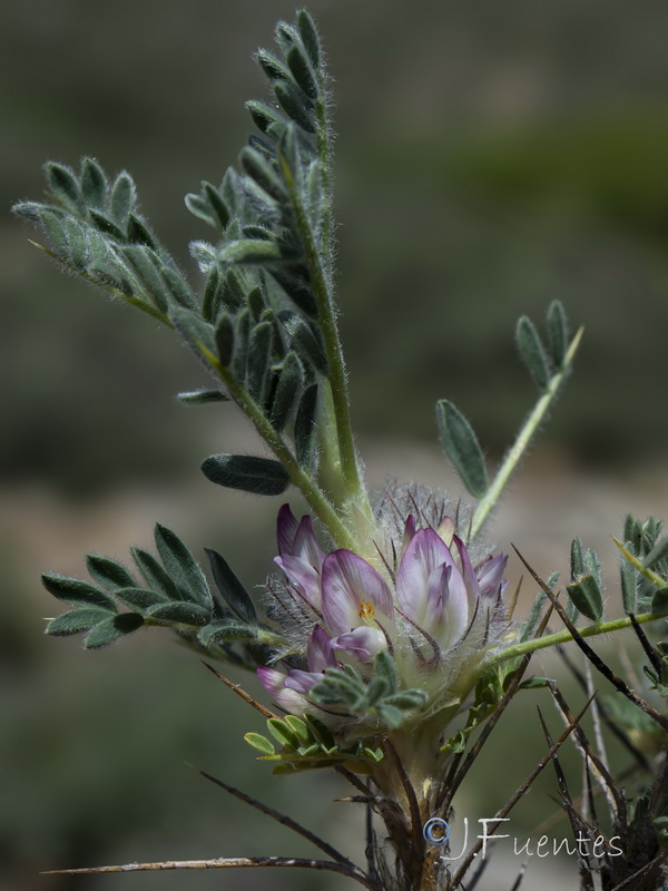 Astragalus nevadensis andresmolinae.10
