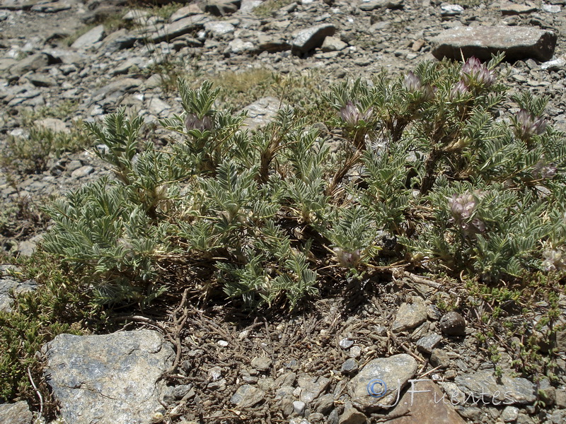 Astragalus nevadensis nevadensis.01