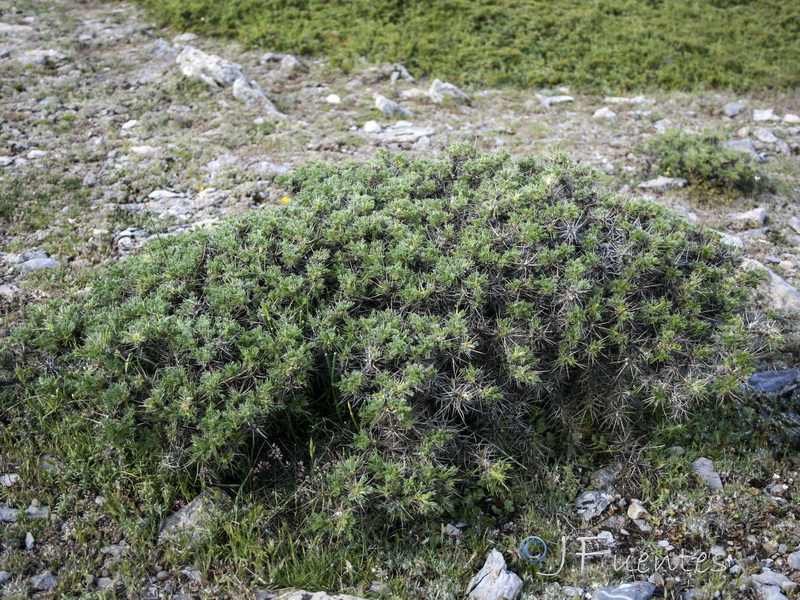 Astragalus nevadensis nevadensis.03