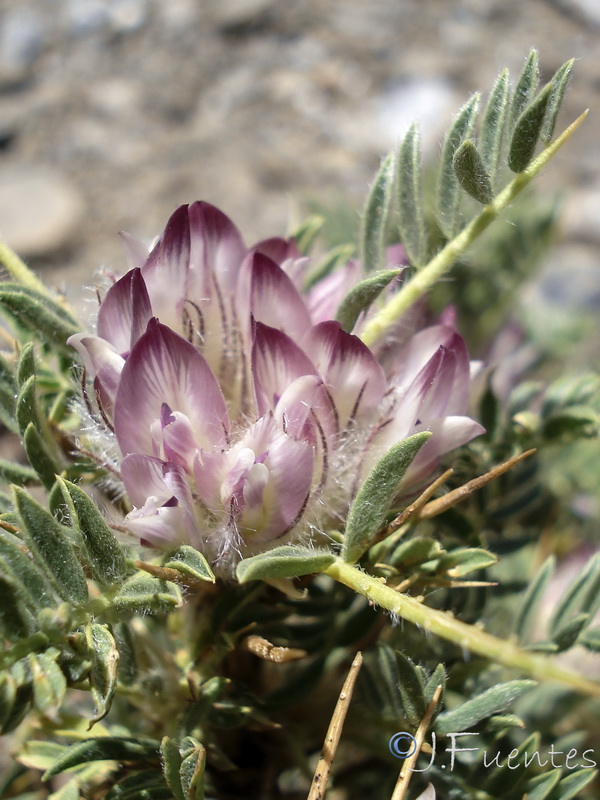 Astragalus nevadensis nevadensis.06