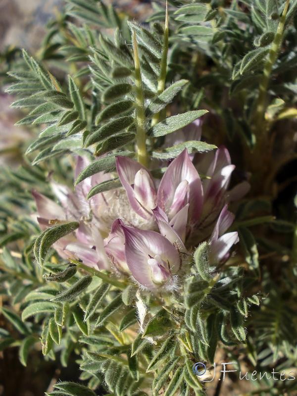 Astragalus nevadensis nevadensis.07