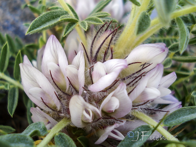 Astragalus nevadensis nevadensis.08