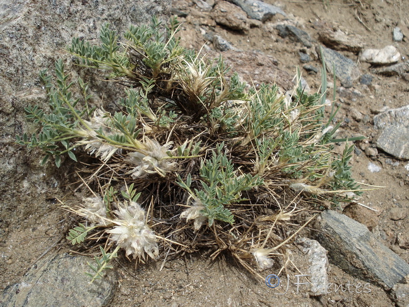 Astragalus nevadensis nevadensis.10