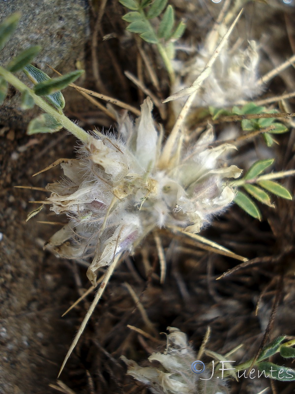 Astragalus nevadensis nevadensis.11