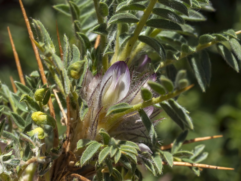 Astragalus nevadensis nevadensis.14