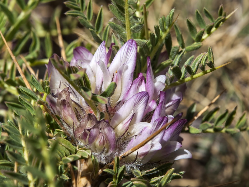 Astragalus nevadensis nevadensis.15