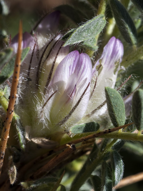 Astragalus nevadensis nevadensis.16