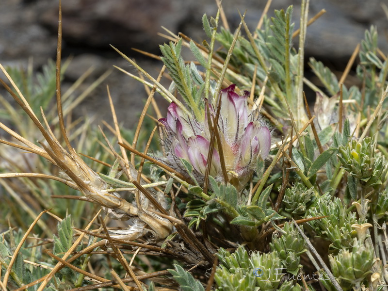 Astragalus nevadensis nevadensis.18