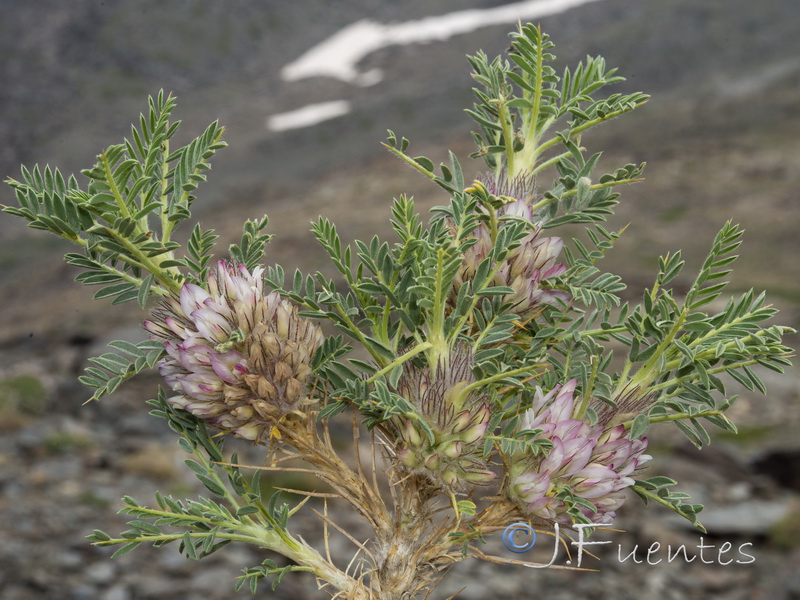 Astragalus nevadensis nevadensis.05