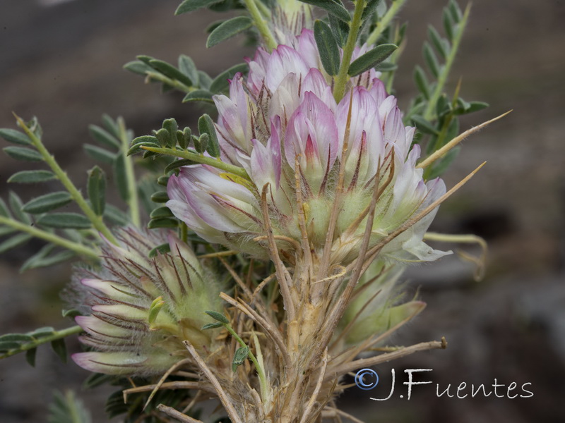 Astragalus nevadensis nevadensis.25