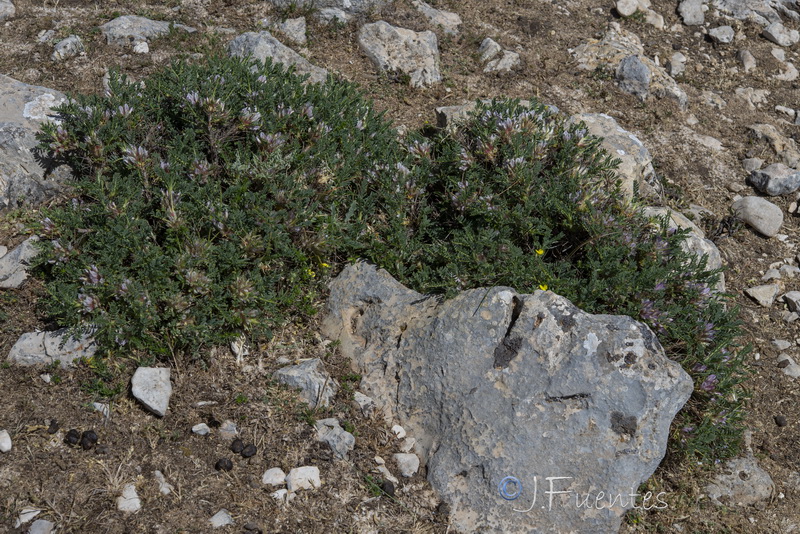 Astragalus nevadensis nevadensis.01