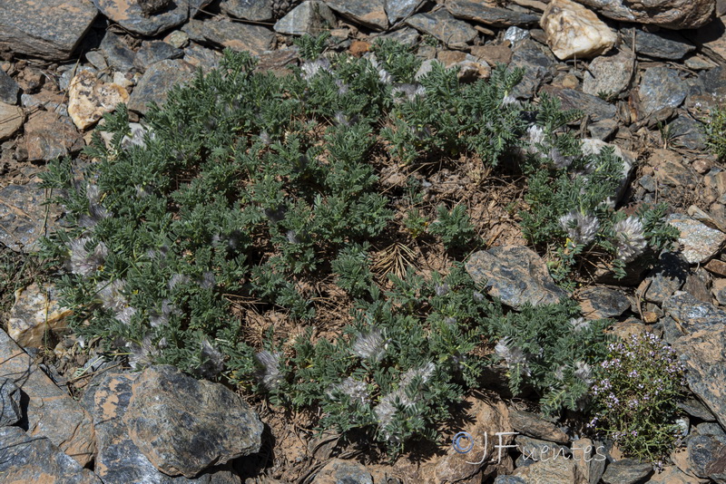 Astragalus nevadensis nevadensis28.25