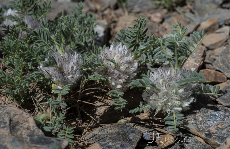 Astragalus nevadensis nevadensis28.26