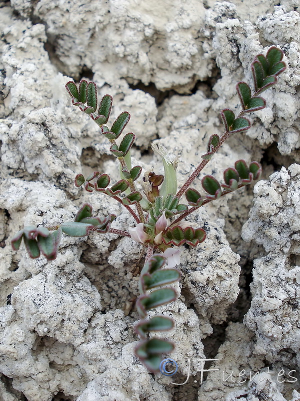 Astragalus oxyglotis.02