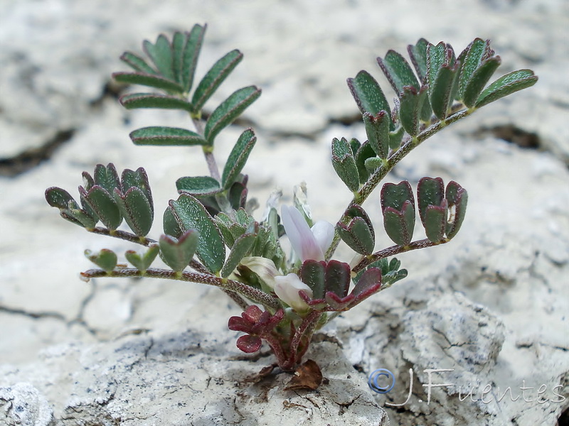 Astragalus oxyglotis.05