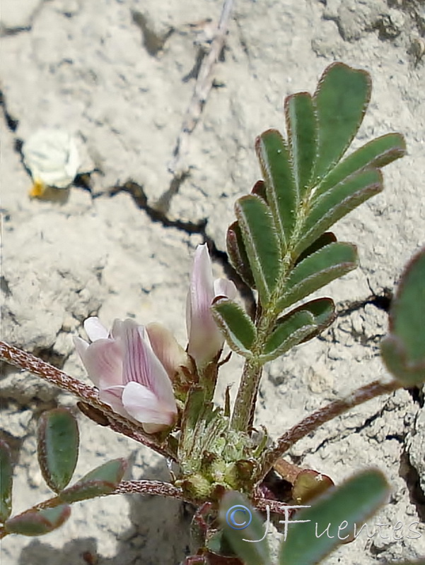 Astragalus oxyglotis.07