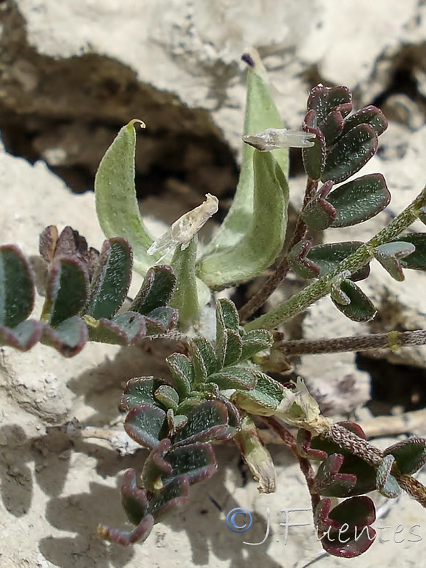 Astragalus oxyglotis.09