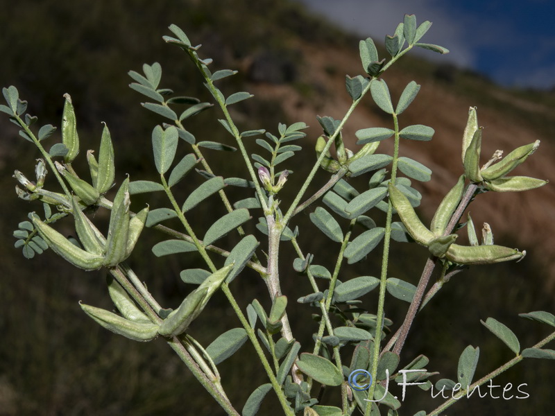 Astragalus oxyglotis.14