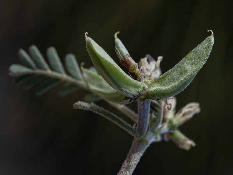 Astragalus oxyglotis.09