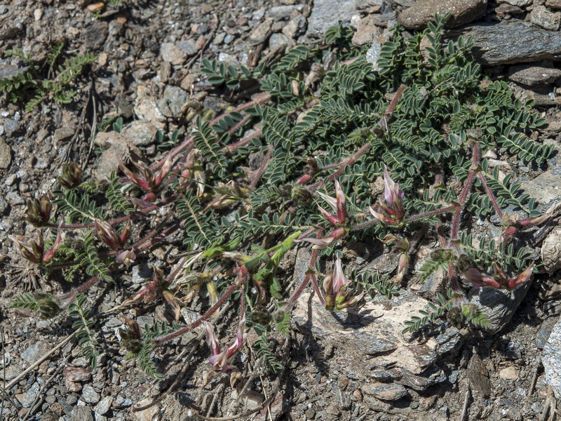 Astragalus peregrinus warionis.01