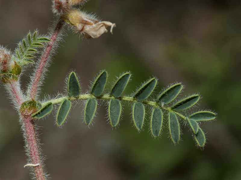 Astragalus peregrinus warionis.02