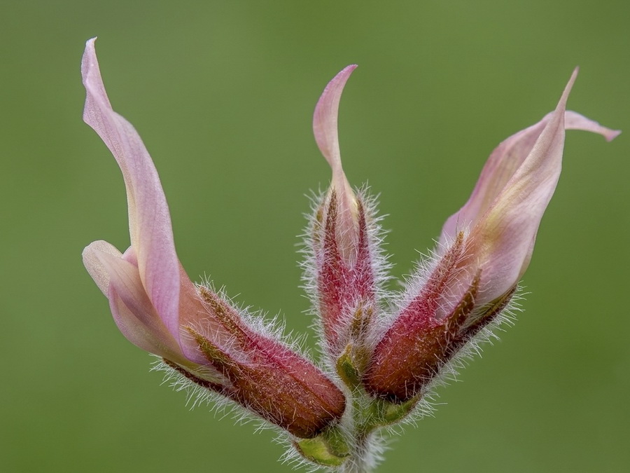 Astragalus peregrinus warionis.03b