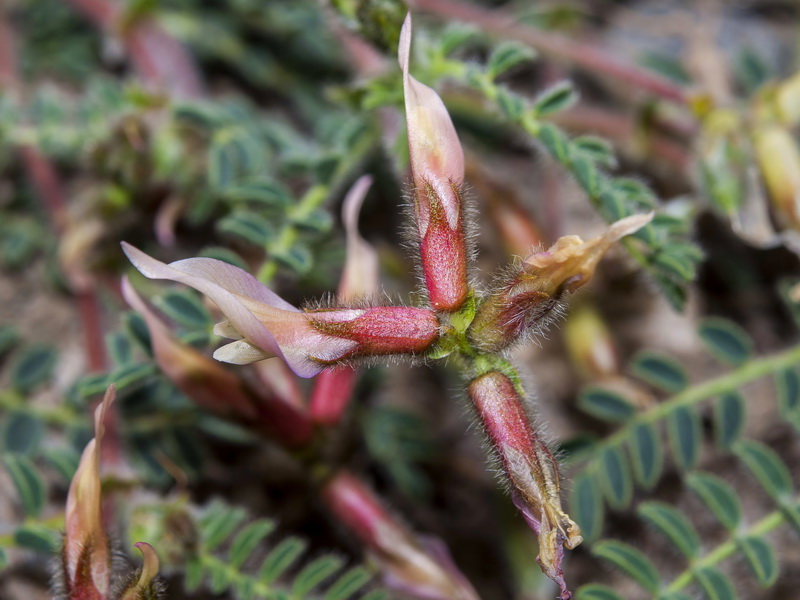 Astragalus peregrinus warionis.04