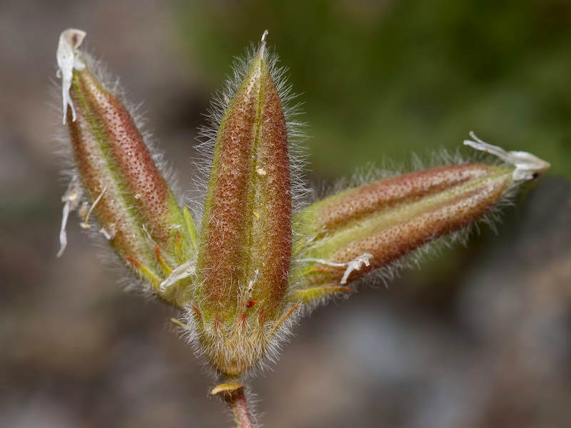 Astragalus peregrinus warionis.05