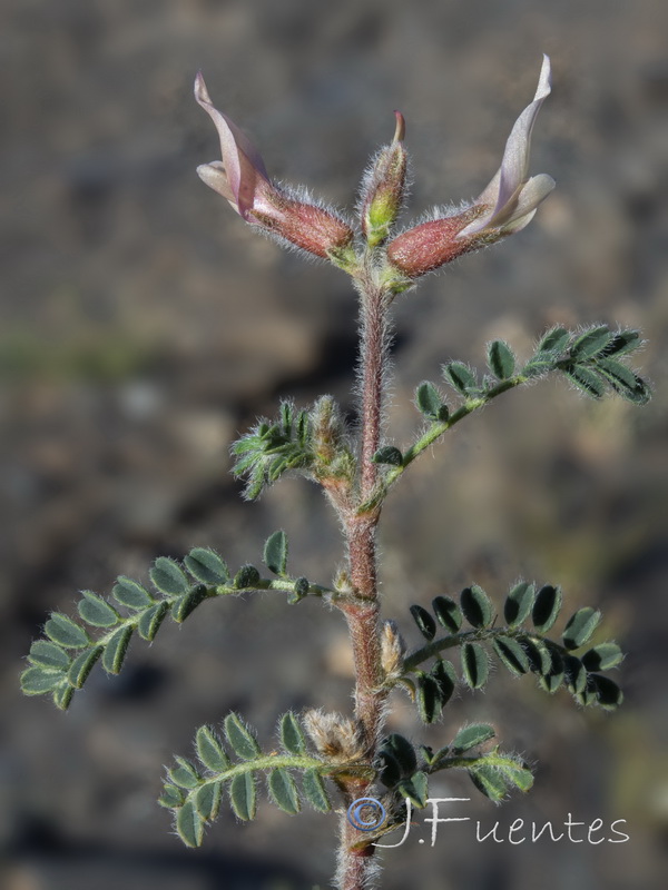Astragalus peregrinus warionis.15