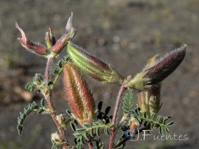 Astragalus peregrinus warionis.17