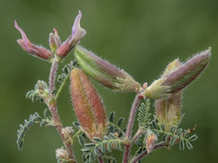 Astragalus peregrinus warionis.17b