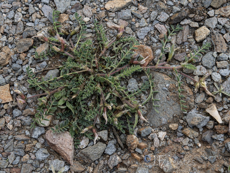 Astragalus peregrinus warionis.19
