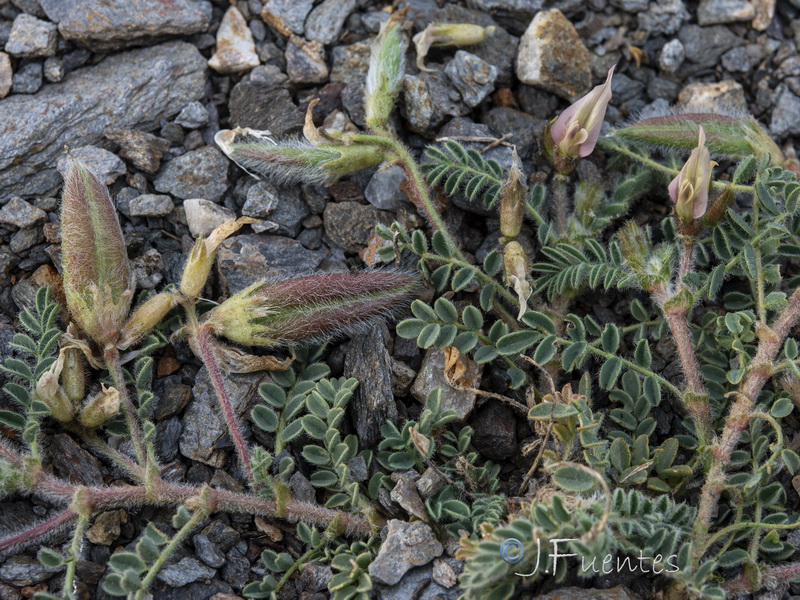 Astragalus peregrinus warionis.08