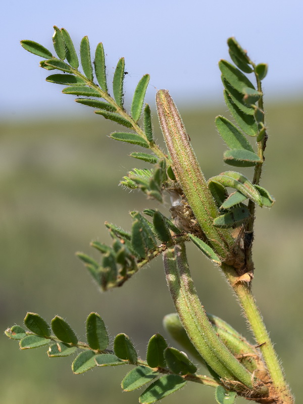 Astragalus scorpioides.02