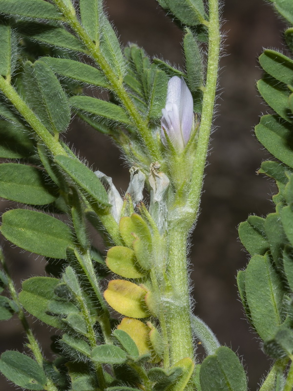 Astragalus scorpioides.13