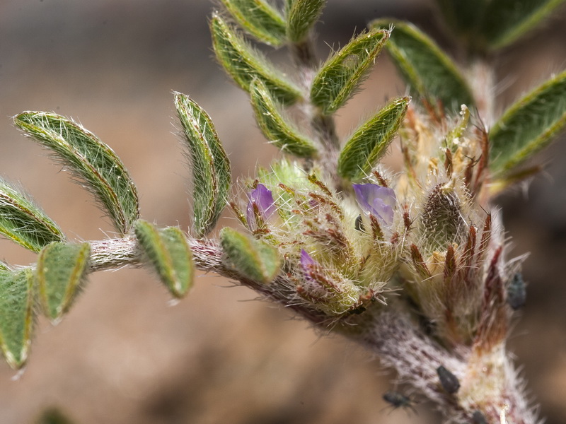 Astragalus sesameus.01