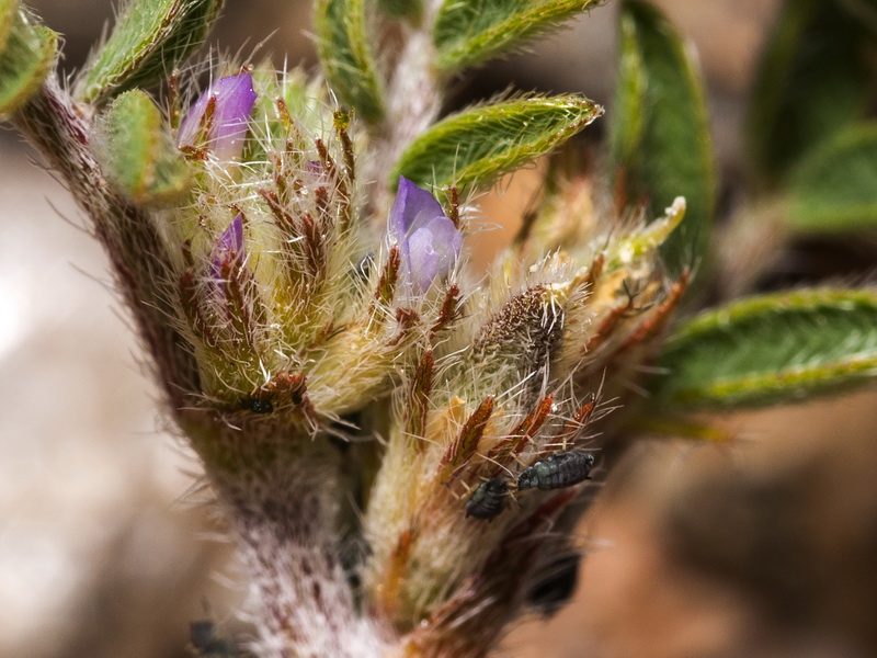 Astragalus sesameus.03