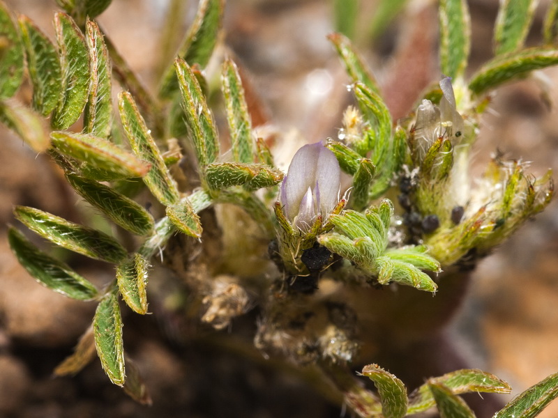Astragalus sesameus.04