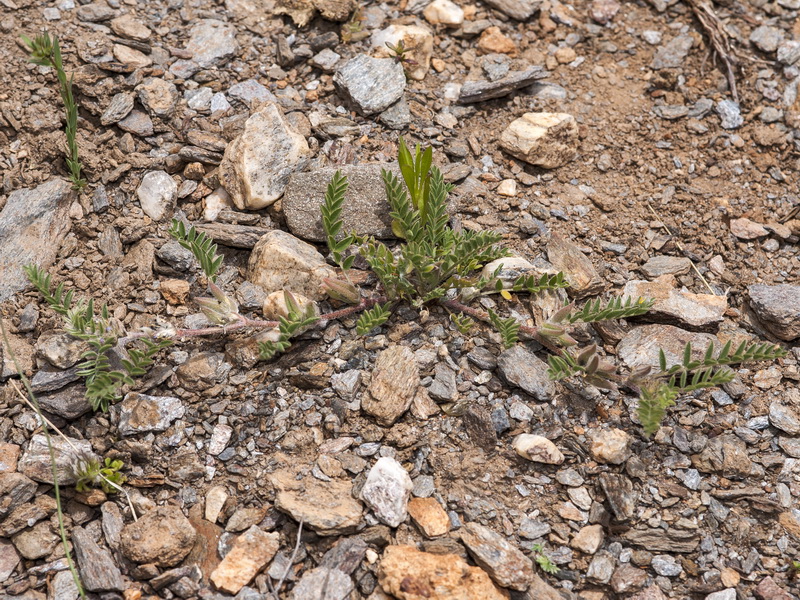 Astragalus sesameus.05