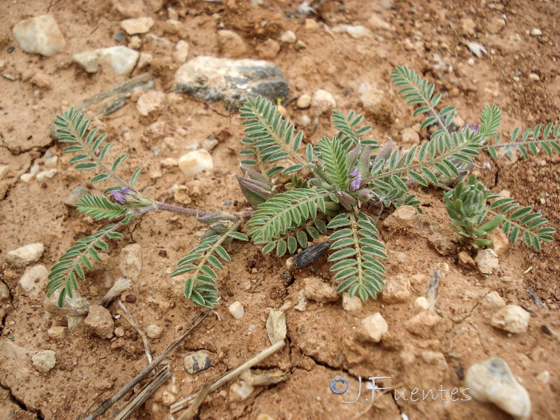 Astragalus sesameus.06