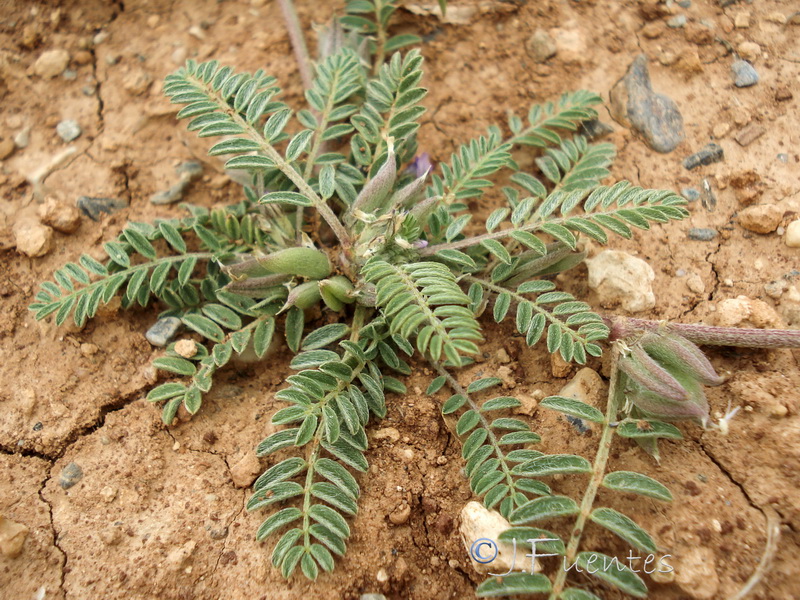 Astragalus sesameus.07