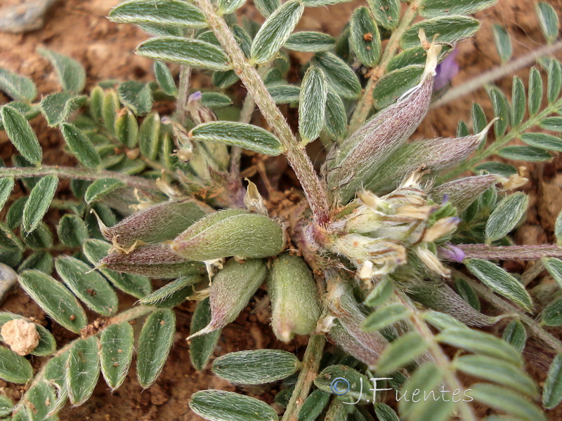 Astragalus sesameus.09