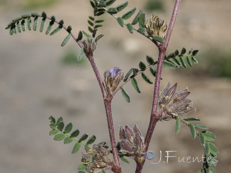 Astragalus sesameus.08