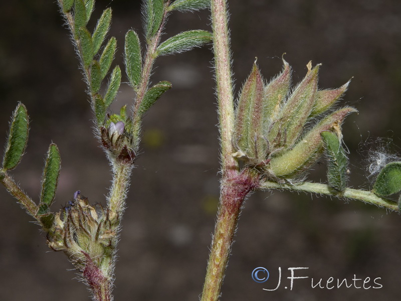 Astragalus sesameus.13