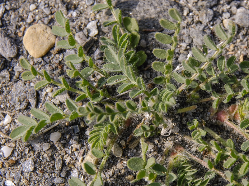Astragalus stella.05