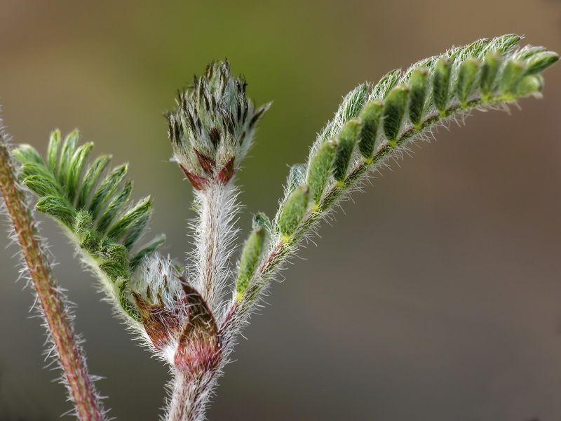 Astragalus stella.12